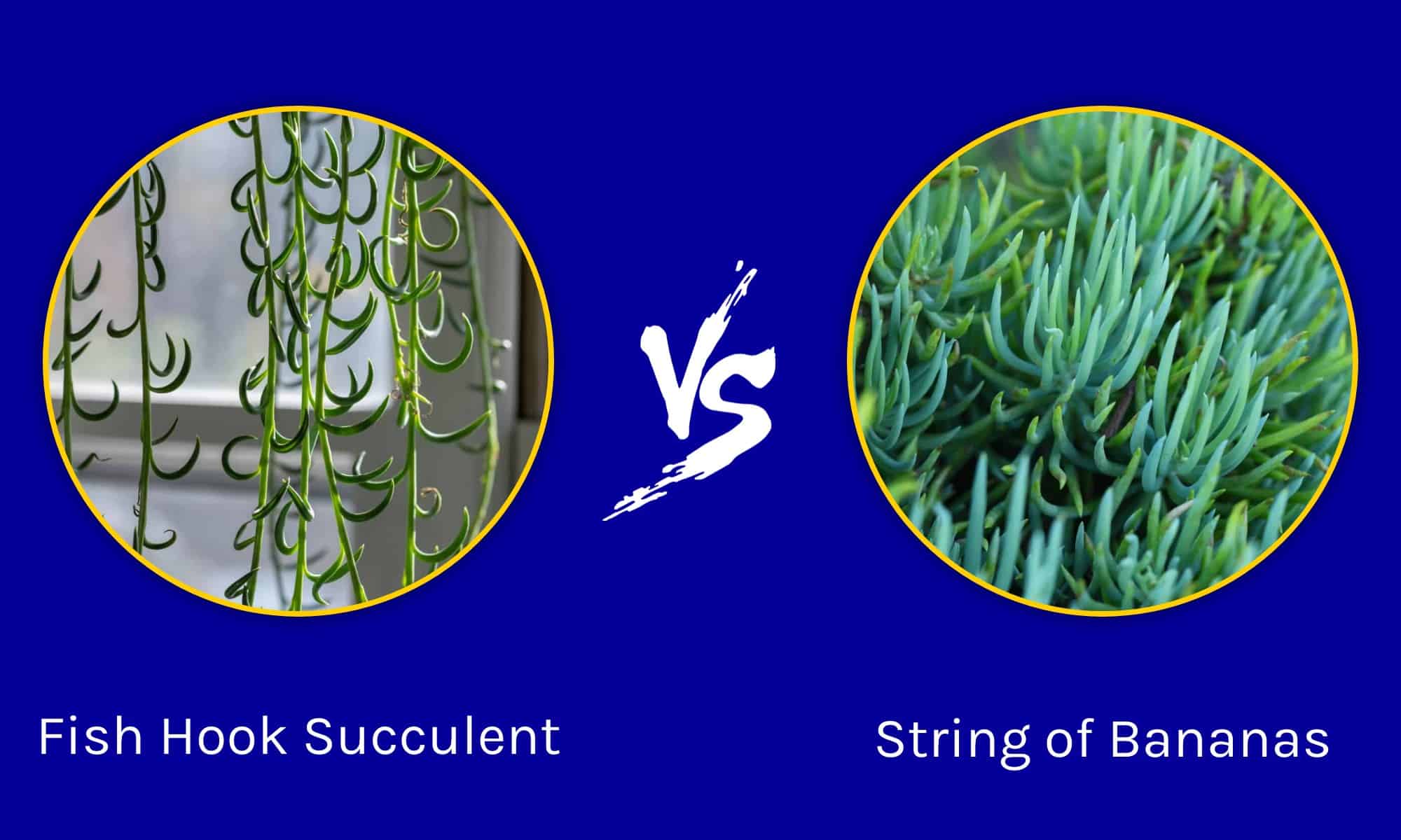 Fish Hook Succulent vs. String Of Bananas: Come capire la differenza