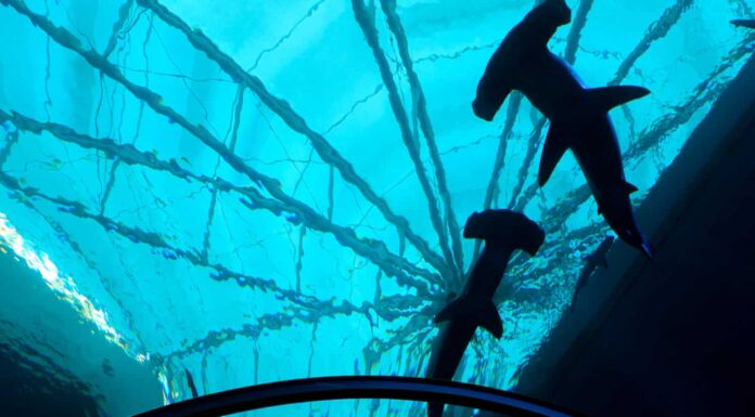 Guarda questo subacqueo trasformarsi in un ballerino da sala e ballare il valzer con uno squalo vivo
