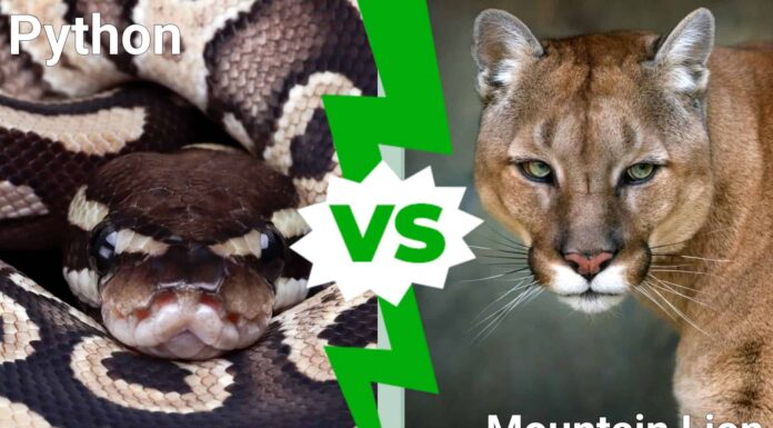 Un pitone adulto contro un leone di montagna: chi sarà il vincitore?
