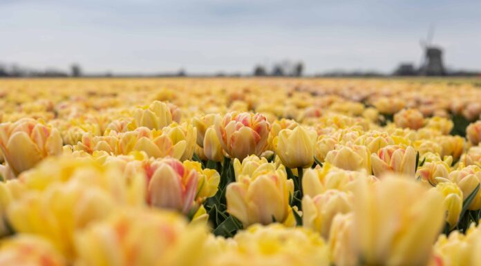 3 tulipani da coltivare nel South Dakota
