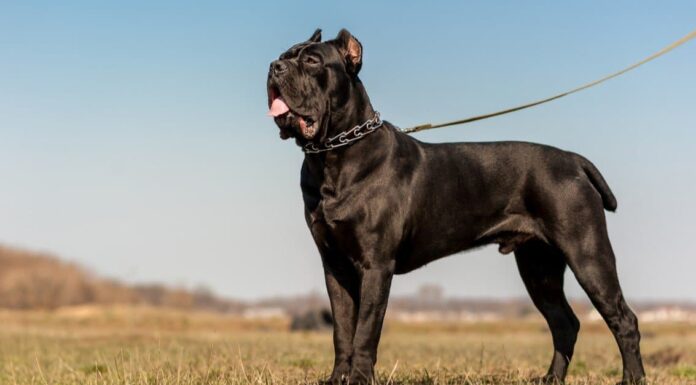 Tutto quello che c'è da sapere sulle colture auricolari per cani
