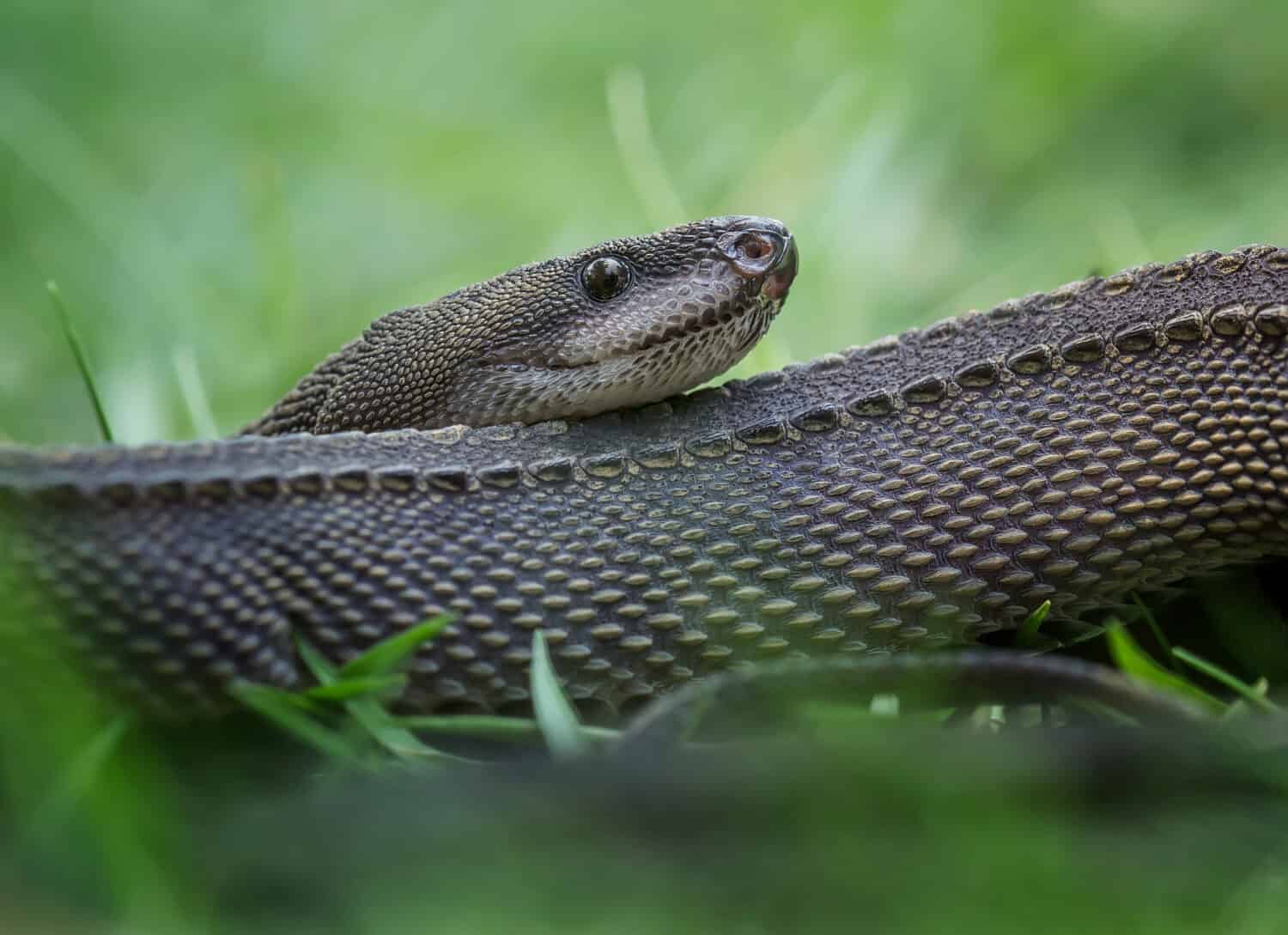 Dragon Snake (Javan Tubercle Snake, Javan Mudsnake)