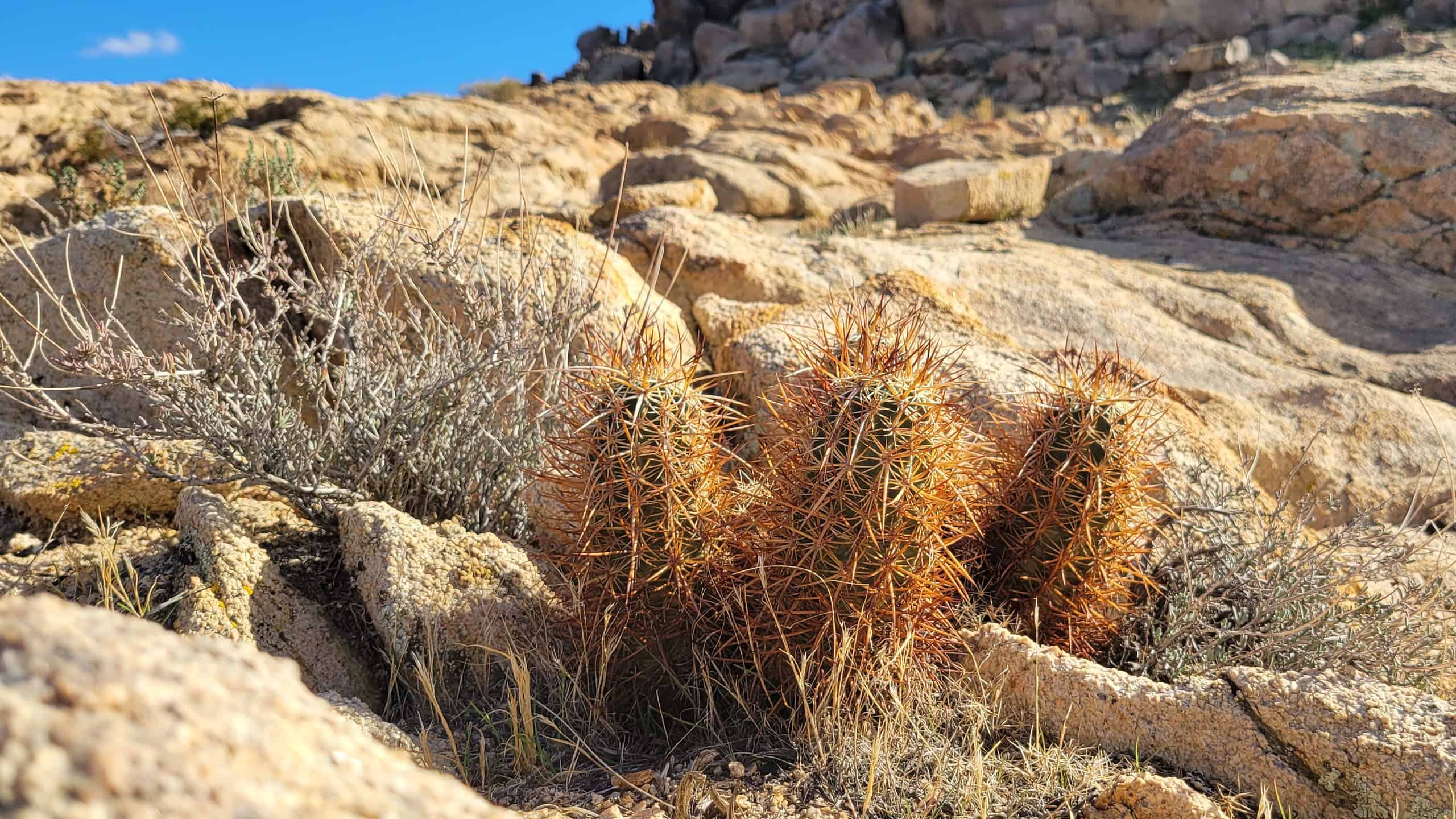 7 cactus che prosperano nel New Mexico
