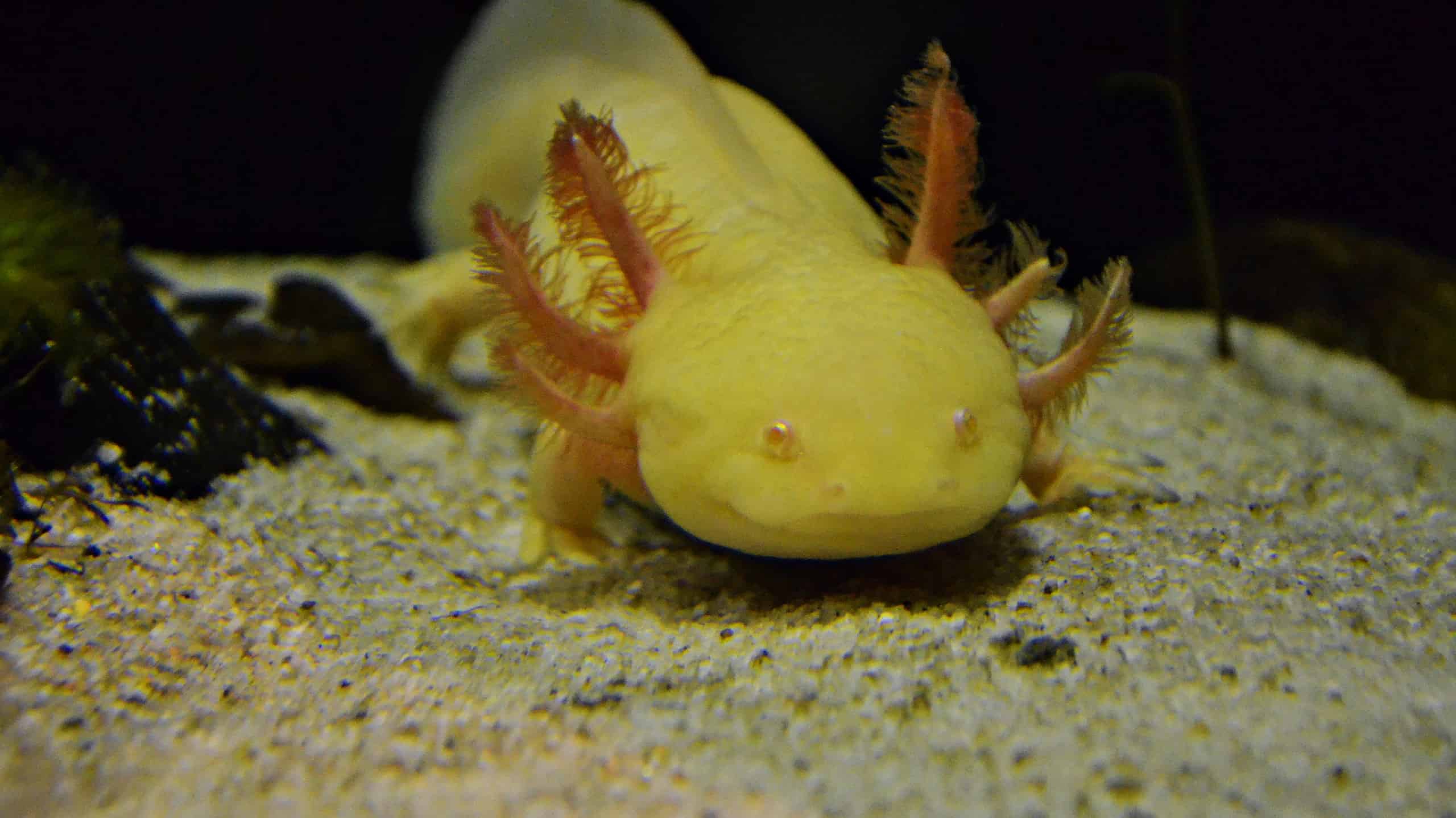 Vedi 6 colori Axolotl rari e unici