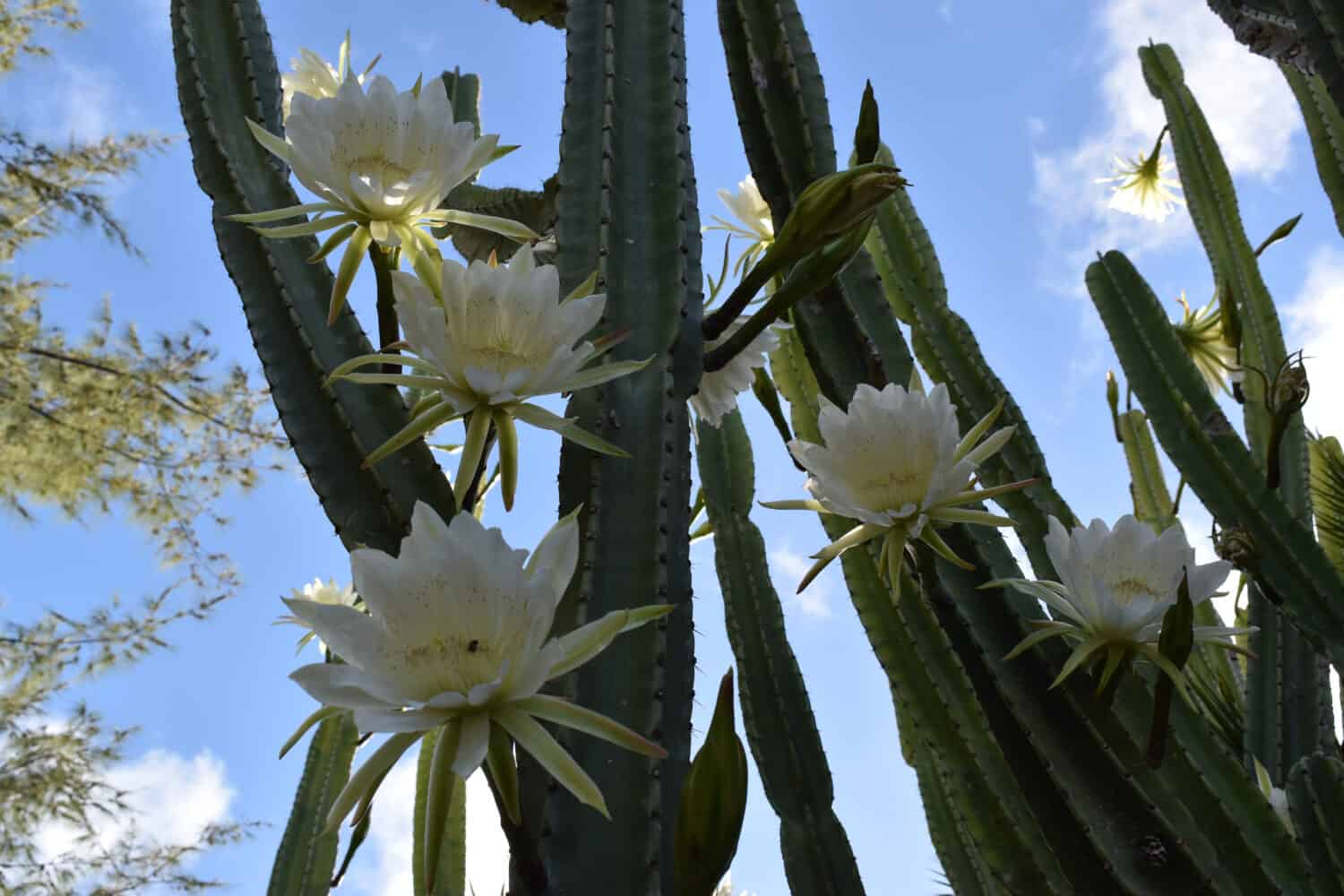 7 bellissimi cactus da coltivare alle Hawaii