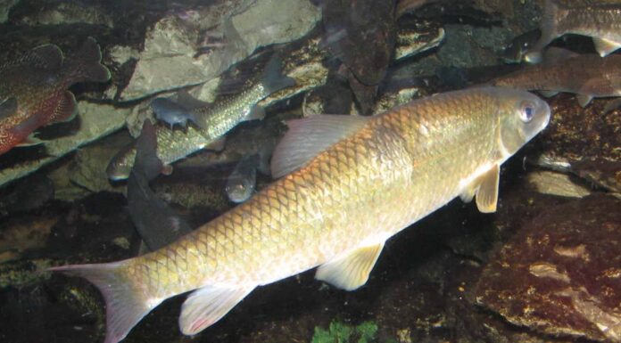 Golden shriner in Newport Aquarium in Newport, KY