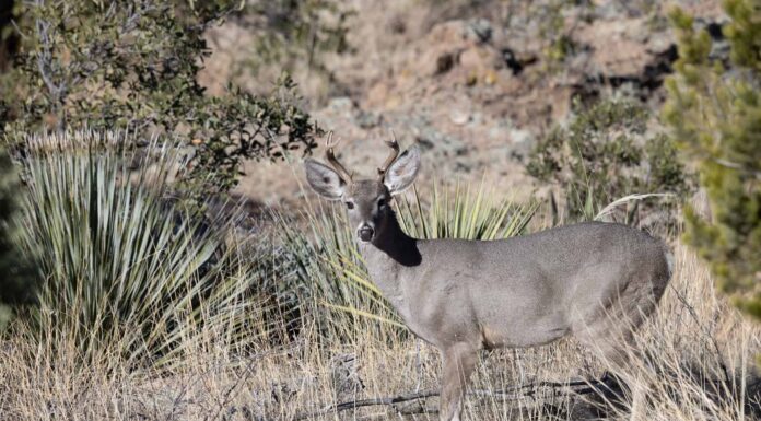 Coues Deer
