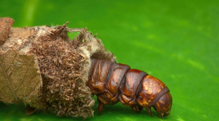 Bruco di falena Bagworm
