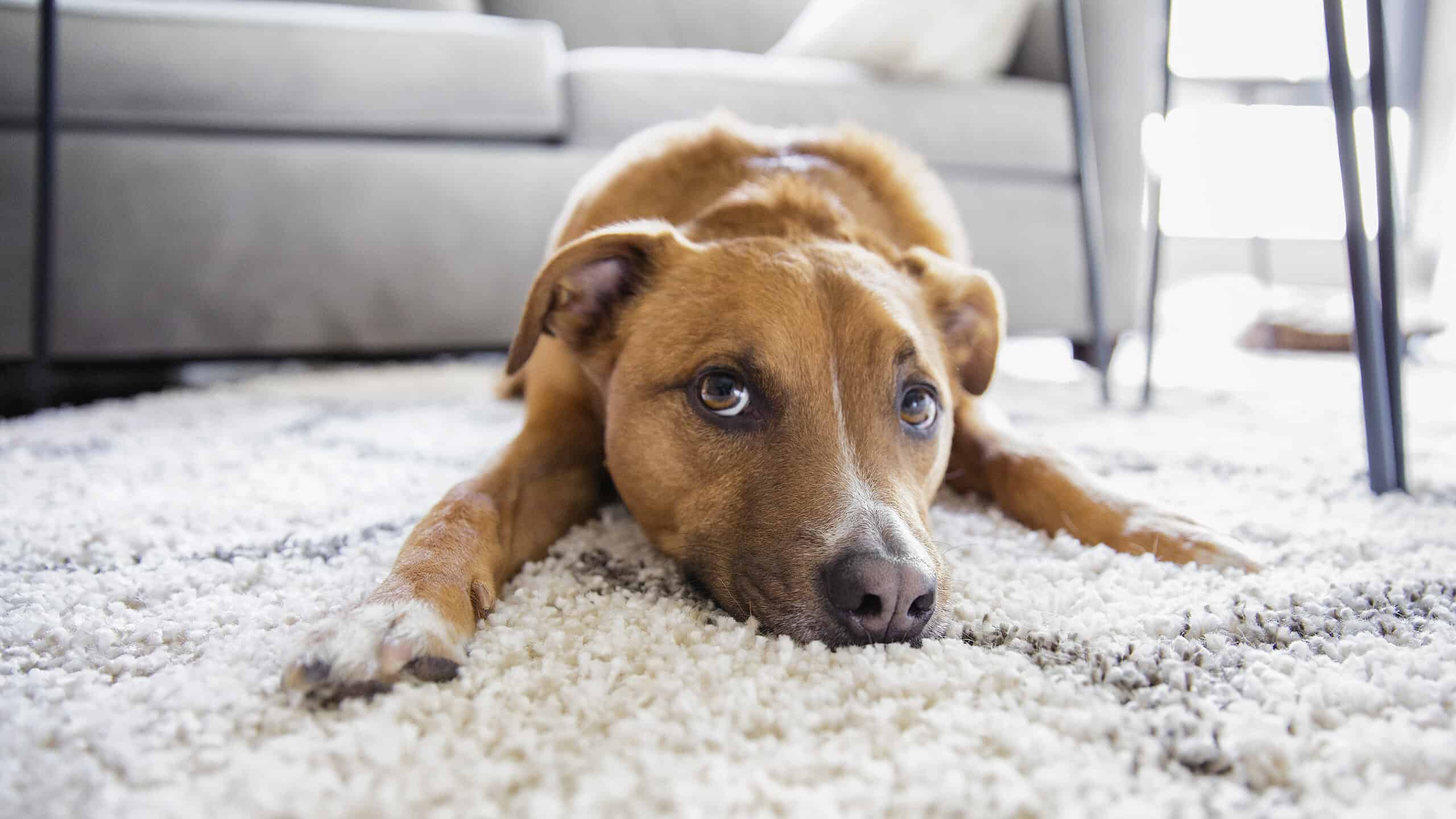 6 motivi per cui il tuo cane graffia il tappeto
