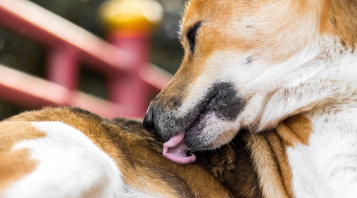 7 motivi per cui il tuo cane continua a leccarsi il sedere
