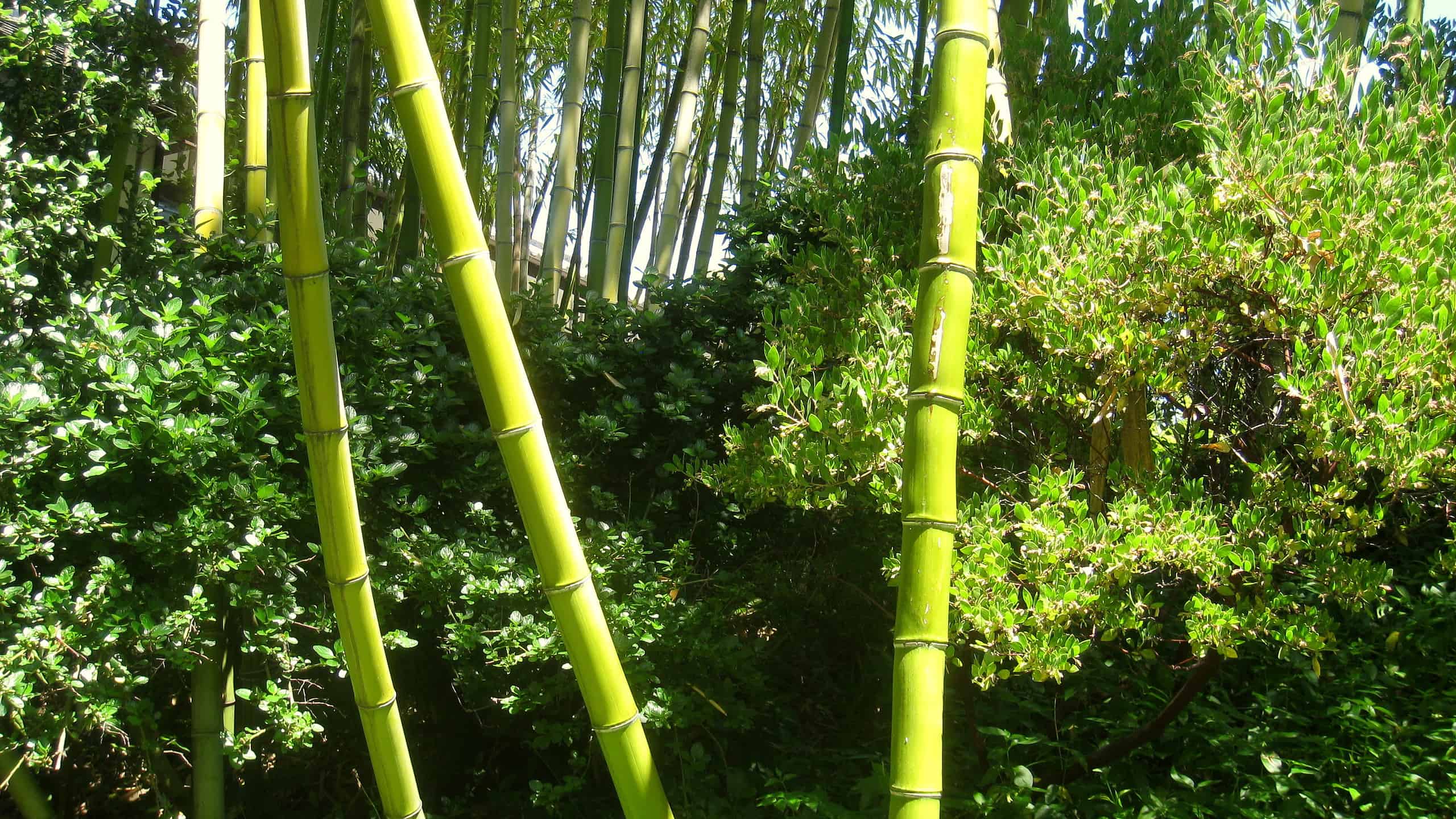 7 tipi di bambù da coltivare nel Rhode Island