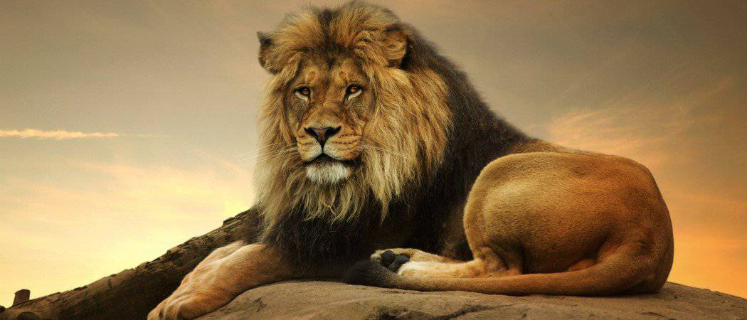 Battaglie epiche: un canguro ha una possibilità contro un leone in un combattimento?