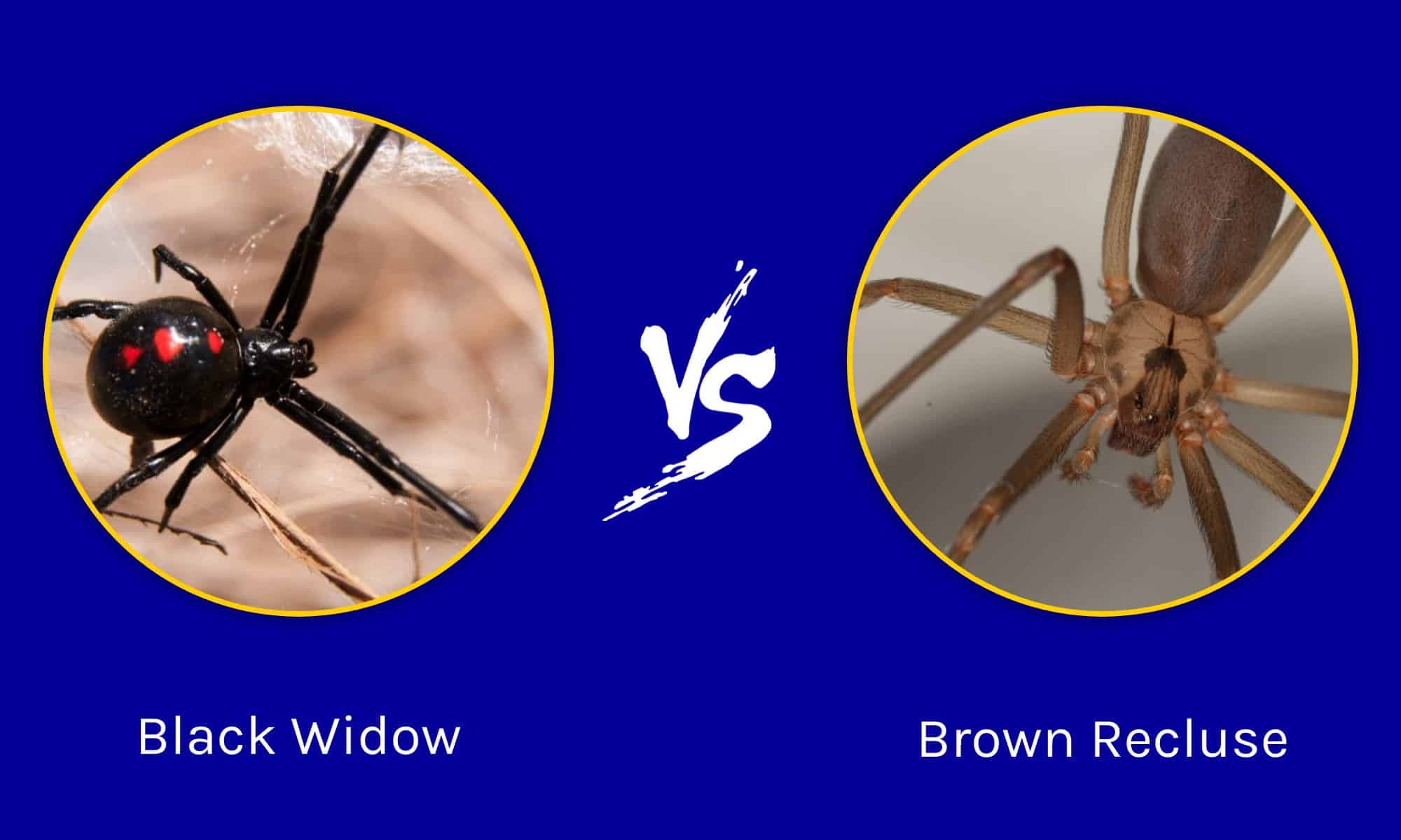 Black Widow vs Brown Recluse: quale ragno mortale vincerebbe in un combattimento?