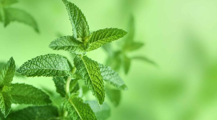 Come coltivare la menta: la tua guida completa
