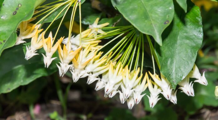 Come coltivare una pianta Hoya da interno
