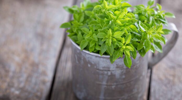 Come raccogliere il basilico: una guida passo passo
