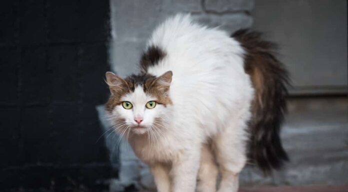 Scopri 10 odori che i gatti odiano assolutamente
