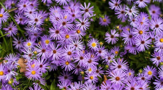 Cosa devono sapere i giardinieri del Texas questa primavera
