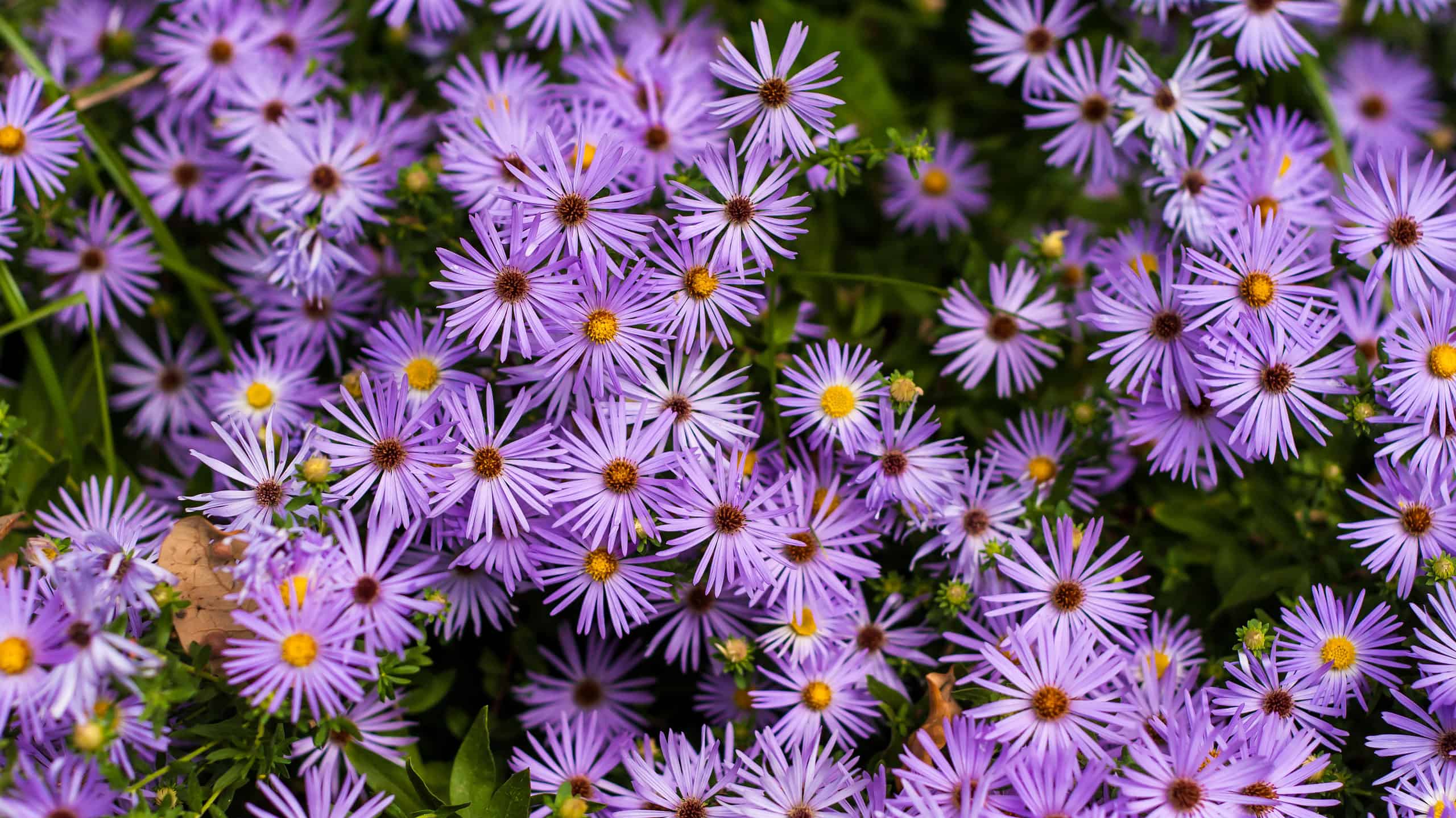 Cosa devono sapere i giardinieri del Texas questa primavera