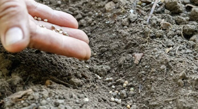 Cosa piantare ad aprile: la guida completa Cosa piantare ad aprile: la guida completa