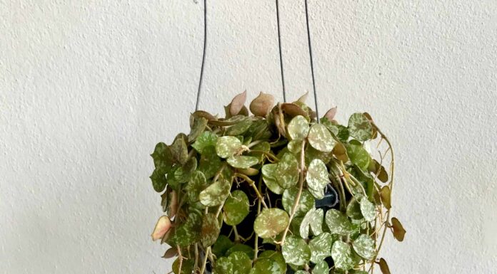 Curtisii Hoya: una guida completa
