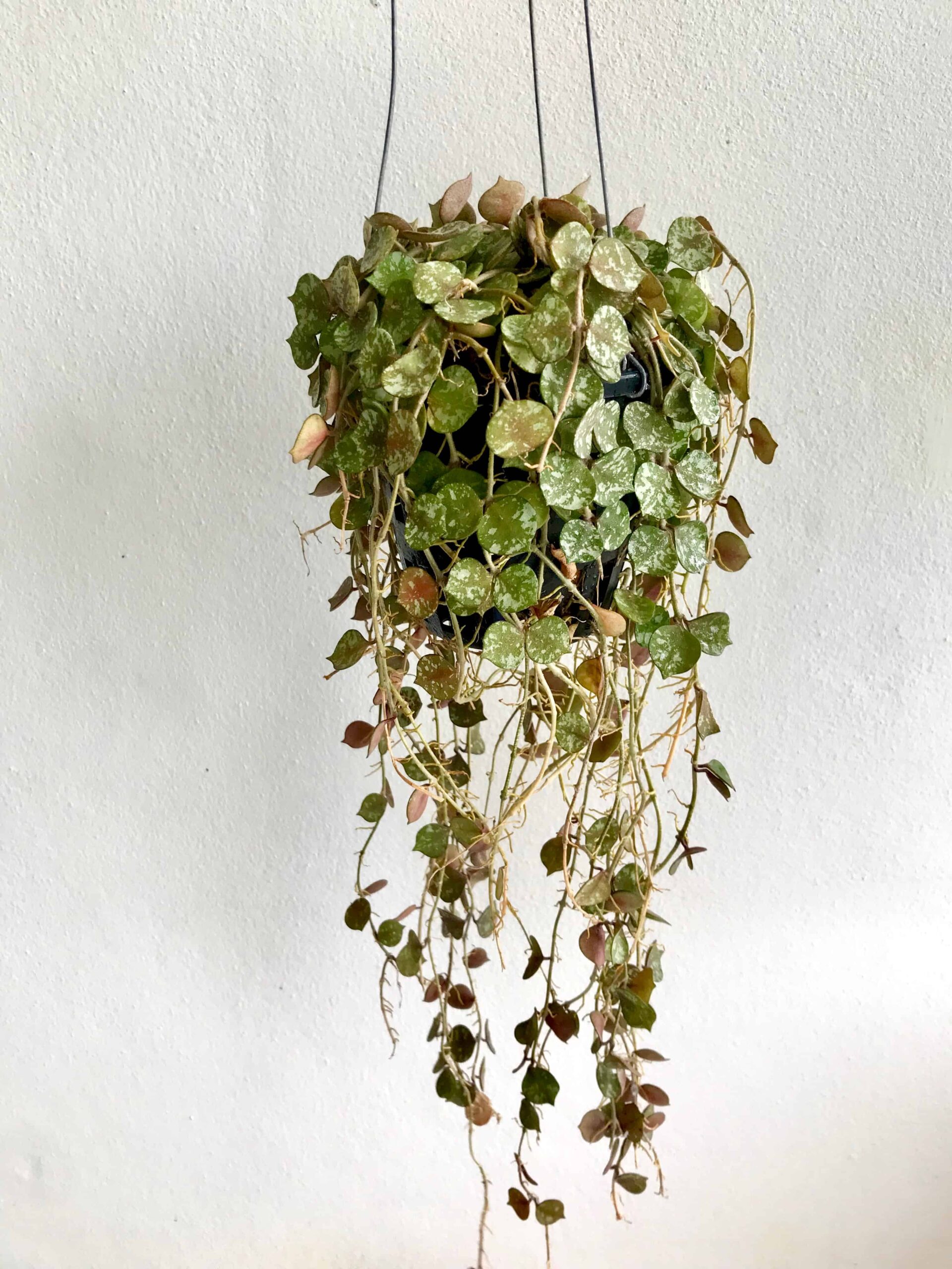 Curtisii Hoya: una guida completa