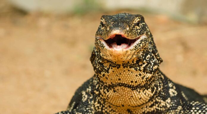 Enorme lucertola monitor combatte un esuberante serpente e lo mangia come un filo di pasta
