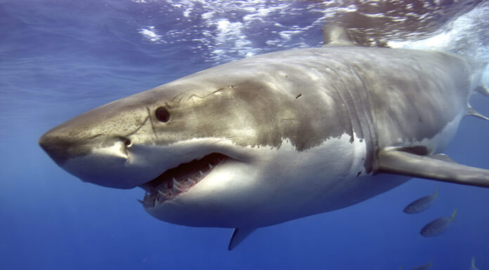 OCEARCH can track tagged sharks when the cruise at the surface.