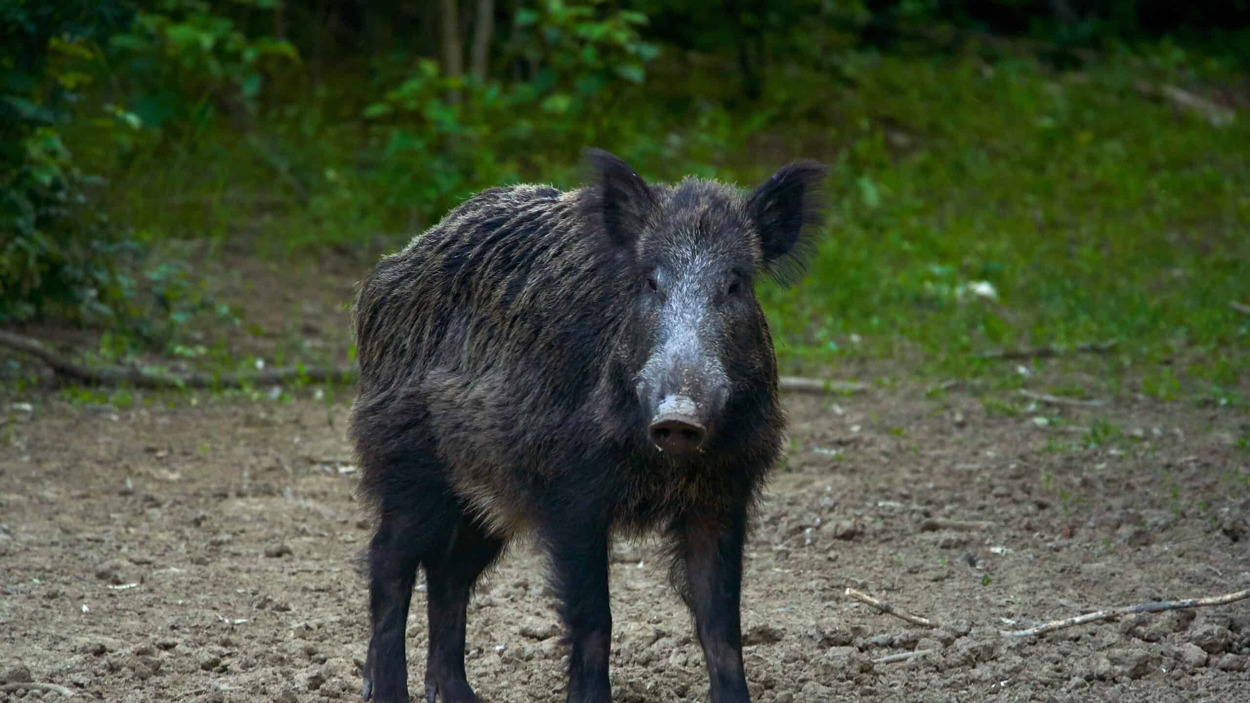 Guarda come questi spietati maiali selvaggi distruggono assolutamente il cortile di un uomo