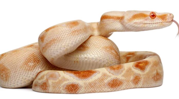 Guarda i vigili del fuoco salvare un enorme serpente albino da un incendio domestico
