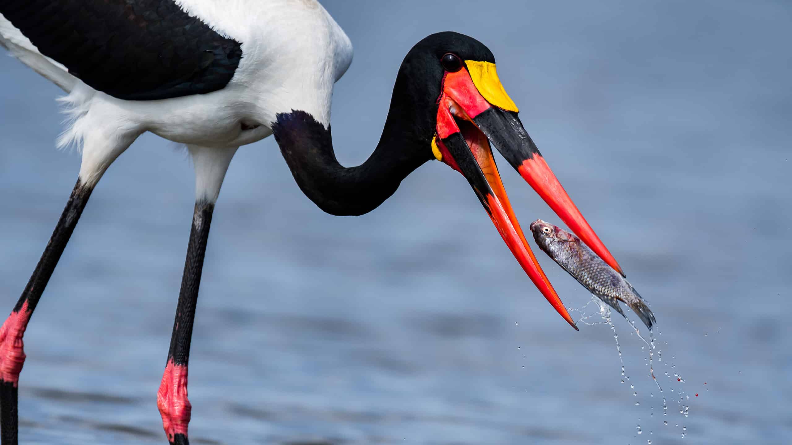 Guarda questa aquila commettere un furto e rubare il pranzo meritato a un altro uccello