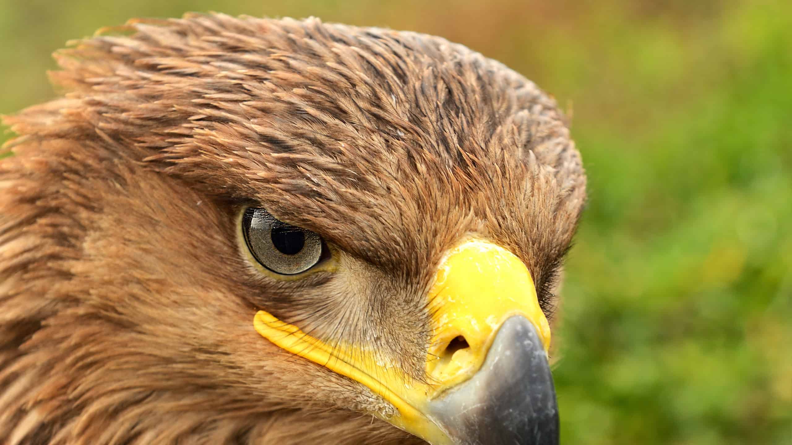 Guarda questa aquila lanciare una capra di montagna da una scogliera in completo dominio