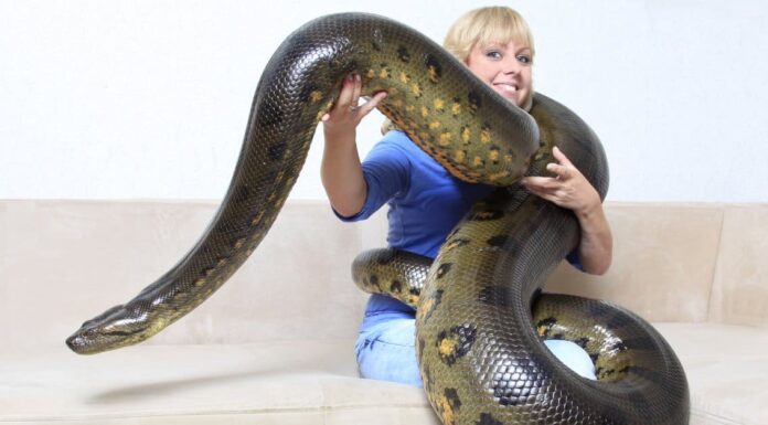 Guarda questa gigantesca anaconda ingoiare un intero maiale come se niente fosse
