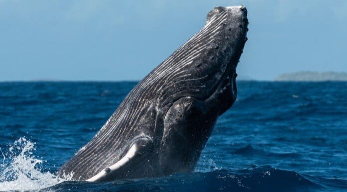 Guarda questa gigantesca megattera emergere dalle profondità e immergere gli spettatori nelle vicinanze
