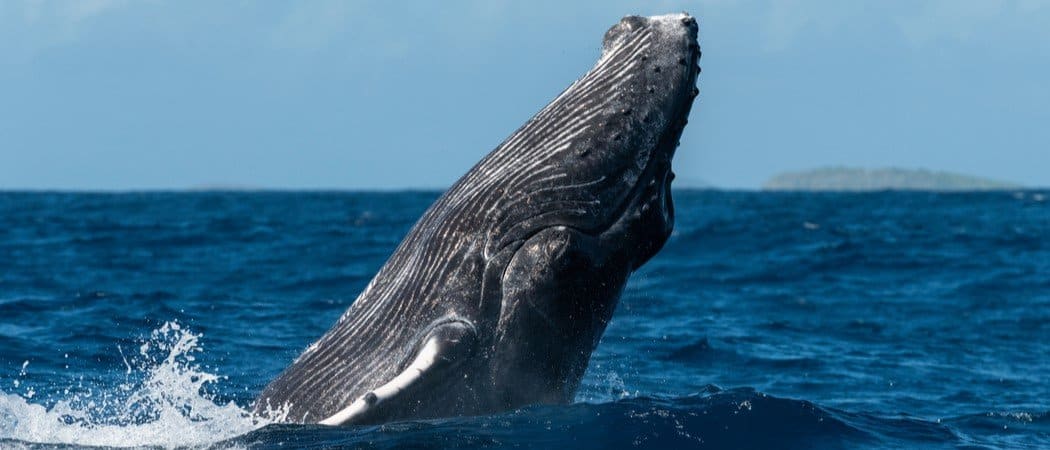 Guarda questa gigantesca megattera emergere dalle profondità e immergere gli spettatori nelle vicinanze