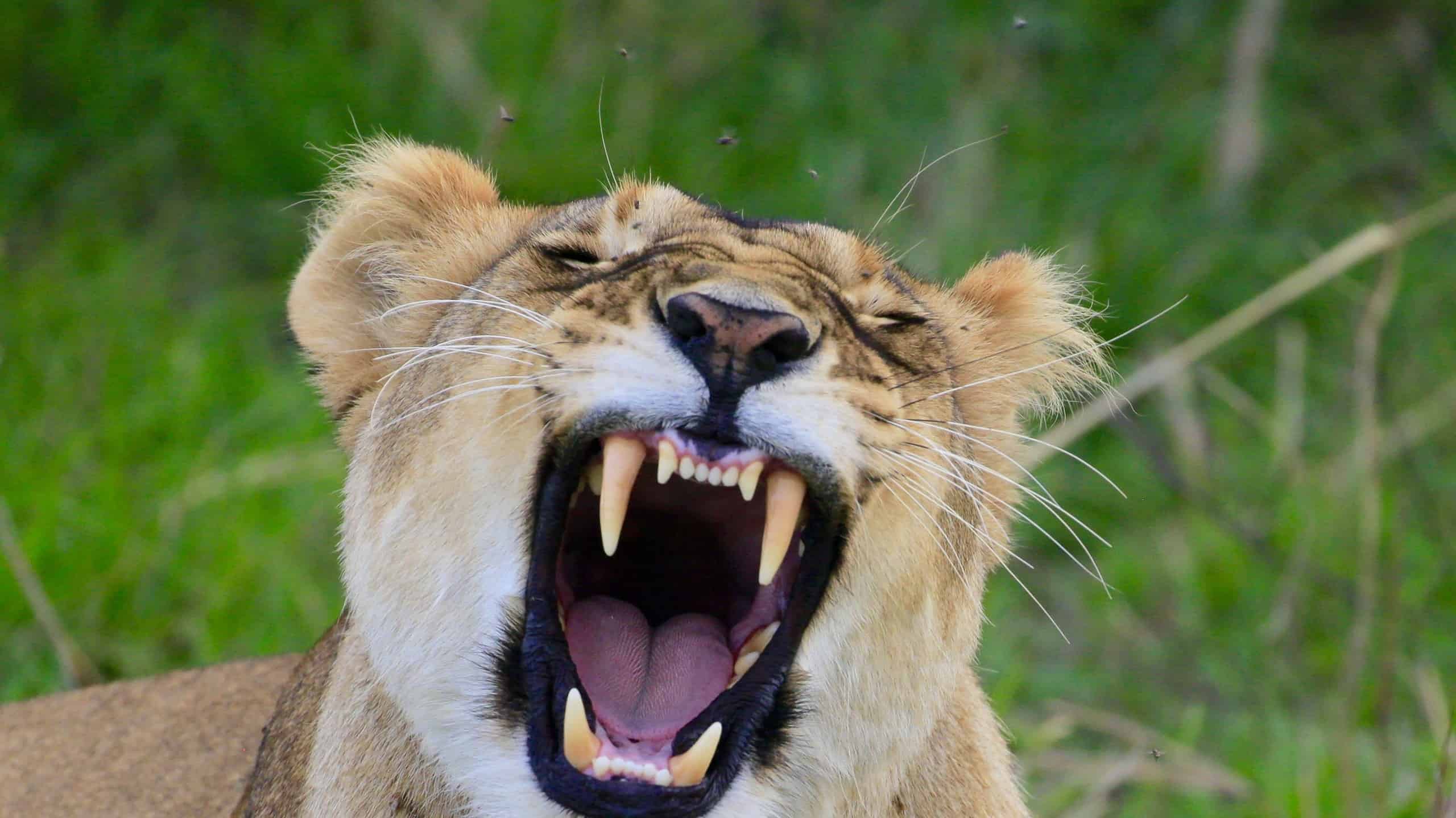 Guarda questa leonessa lanciare un attacco nascosto e afferrare un'anatra fuori dall'acqua