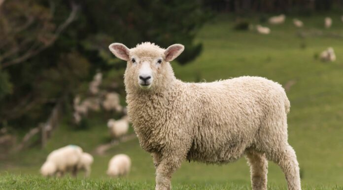 Guarda questa massiccia pecora prendere la rincorsa e colpire un contadino in uno stagno
