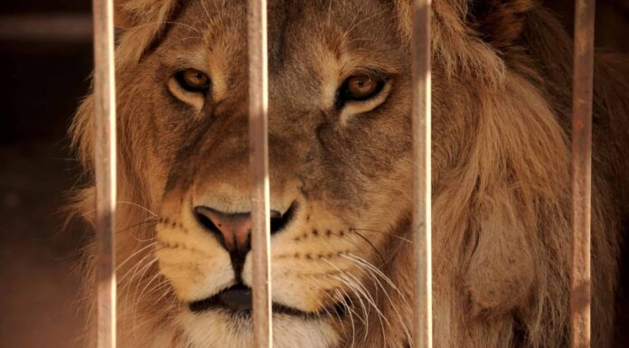 Guarda questo agile leone che supera senza sforzo il suo fossato allo zoo
