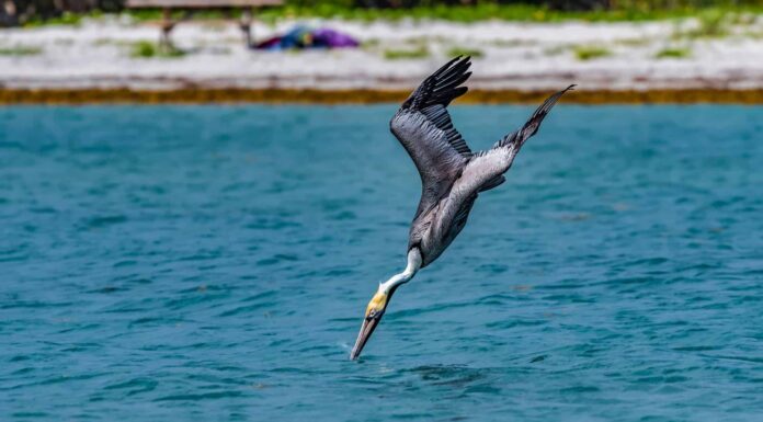 Guarda questo enorme pellicano divorare e ingoiare un piccione intero
