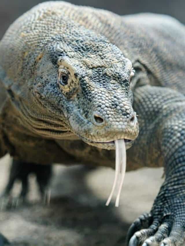 Guarda questo gigantesco drago di Komodo dominare una tartaruga e indossare il suo guscio come un cappello