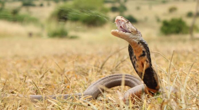 Guarda questo impavido cobra che si rifiuta di fare marcia indietro davanti a un drago di Komodo 100 volte più grande
