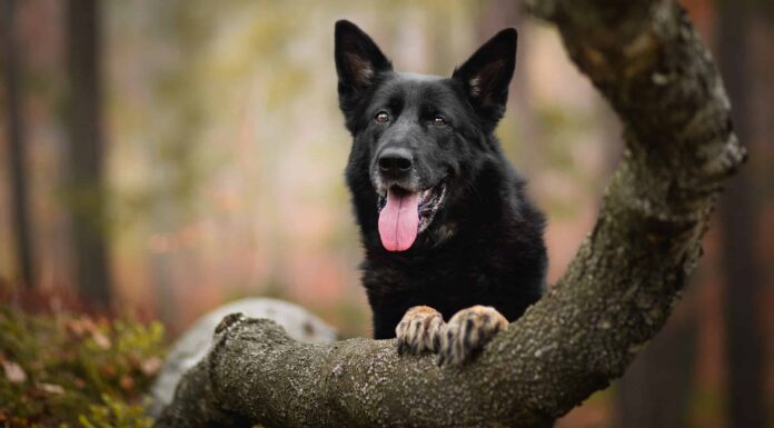Guarda questo implacabile cane lupo affrontare da solo i maiali selvatici
