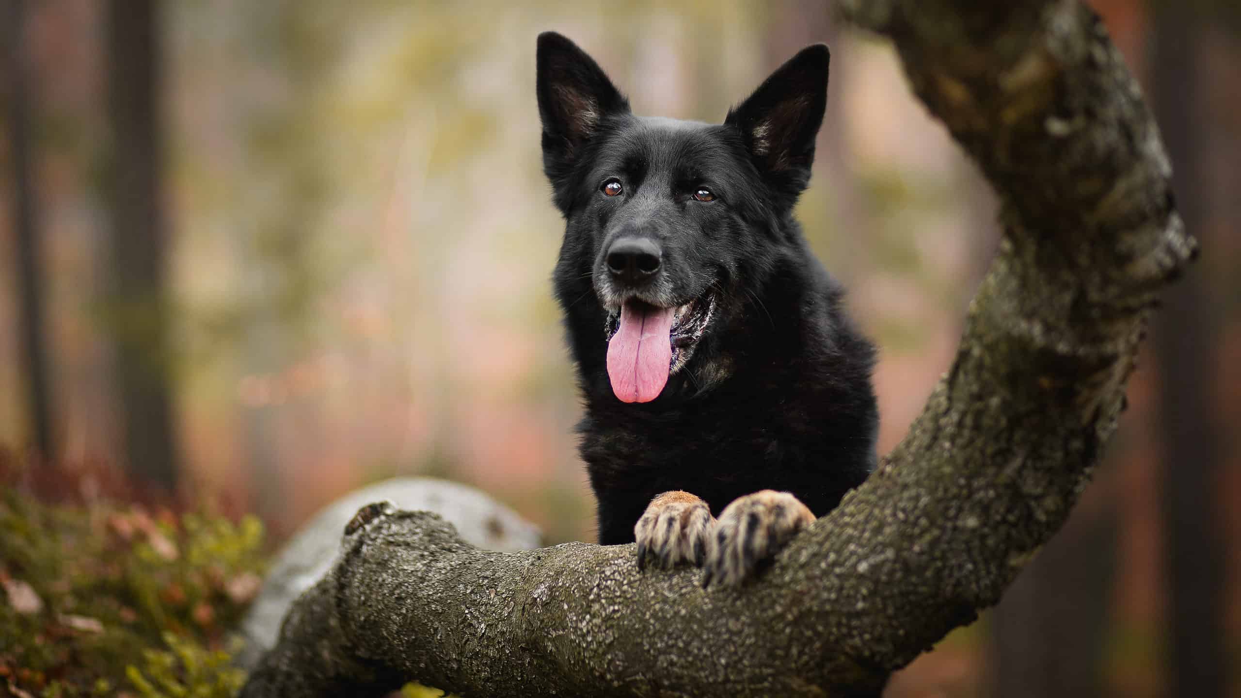 Guarda questo implacabile cane lupo affrontare da solo i maiali selvatici