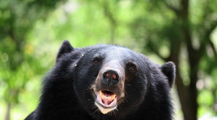 Guarda questo scalatore combattere un orso a mani nude in un incontro spaventoso
