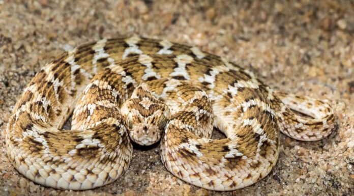 Guarda questo temerario raccogliere uno dei serpenti più letali del mondo a mani nude
