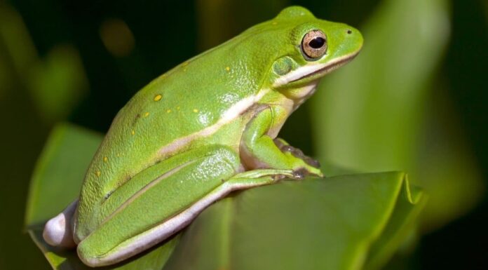 Guarda quest'uomo costruire una rana un'oasi completa più bella della maggior parte delle case￼
