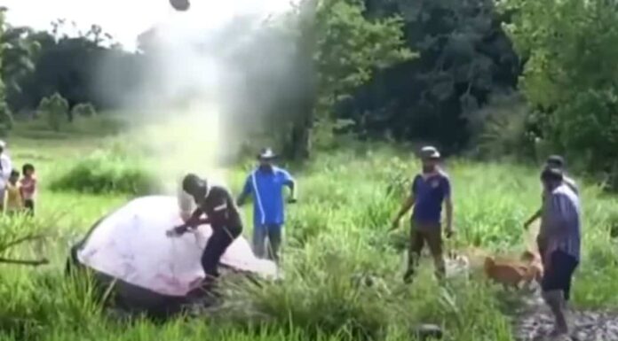 Guarda un elefante morto esplodere come una bomba quando un gruppo di sciocchi ci scherza sopra
