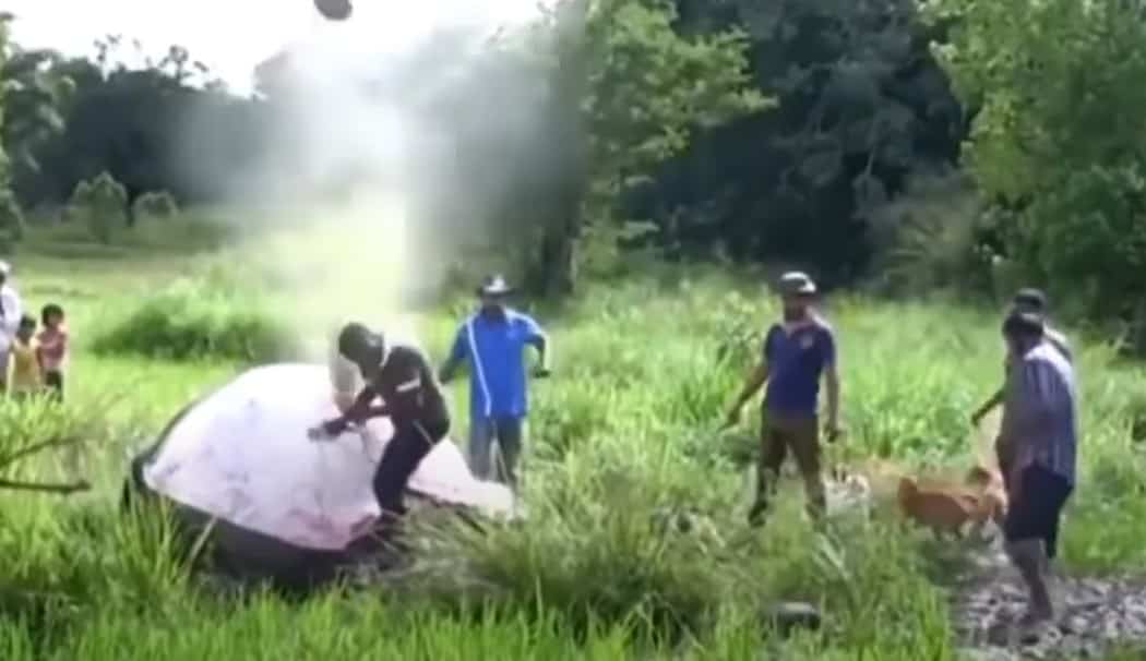 Guarda un elefante morto esplodere come una bomba quando un gruppo di sciocchi ci scherza sopra