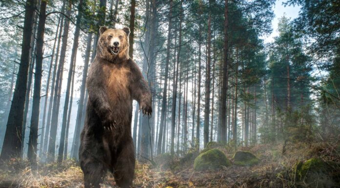 Guarda un impavido escursionista affrontare coraggiosamente un enorme grizzly che insegue il suo sentiero
