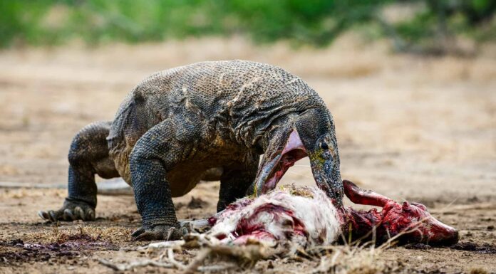 Guarda un tenace drago di Komodo inghiottire causalmente un'intera pastinaca intera
